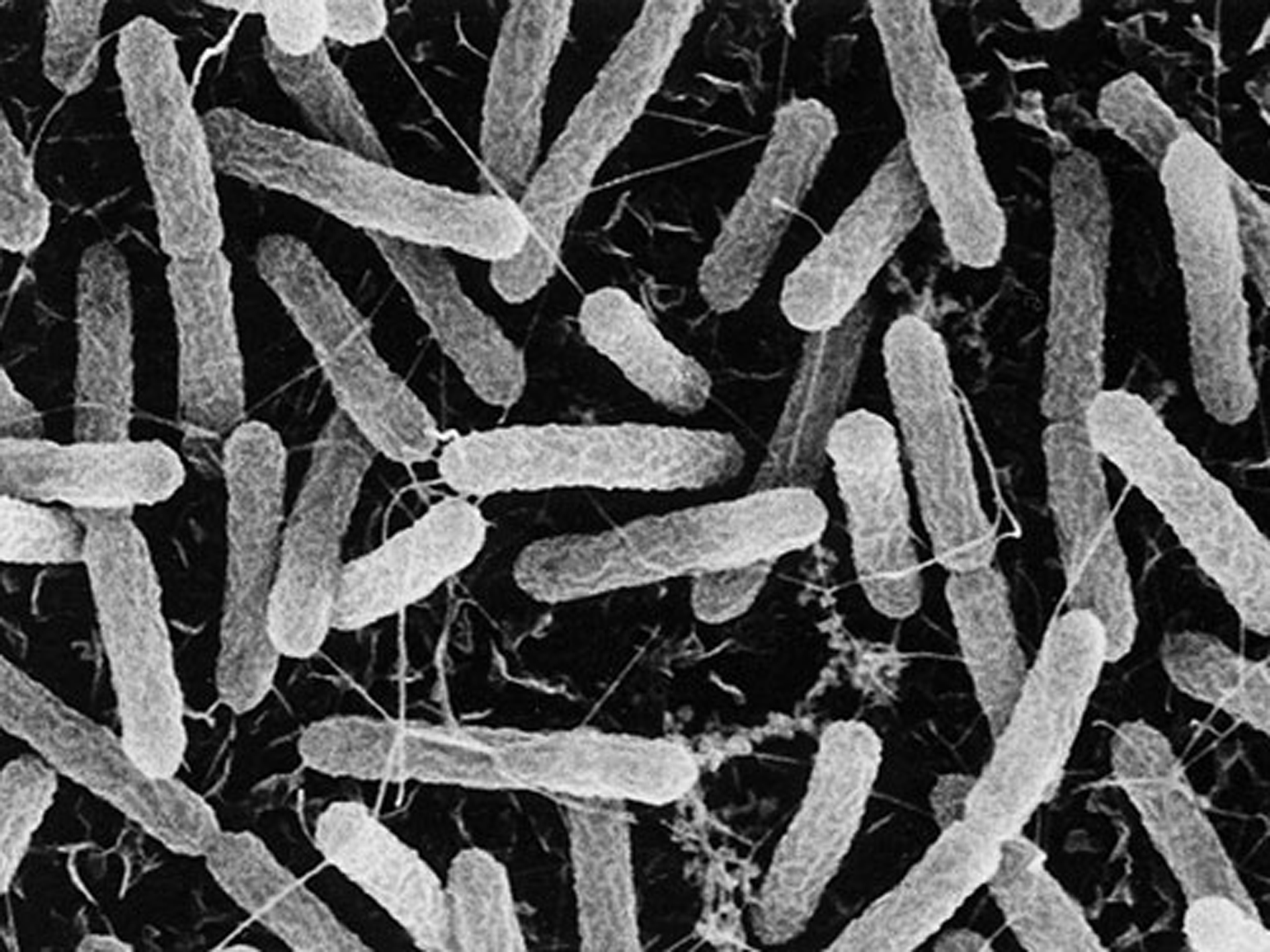 Метаногены. Methanobacterium thermoautotrophicum. Бактерии метаногены. Thermus aquaticus. Метанообразующие архебактерии.