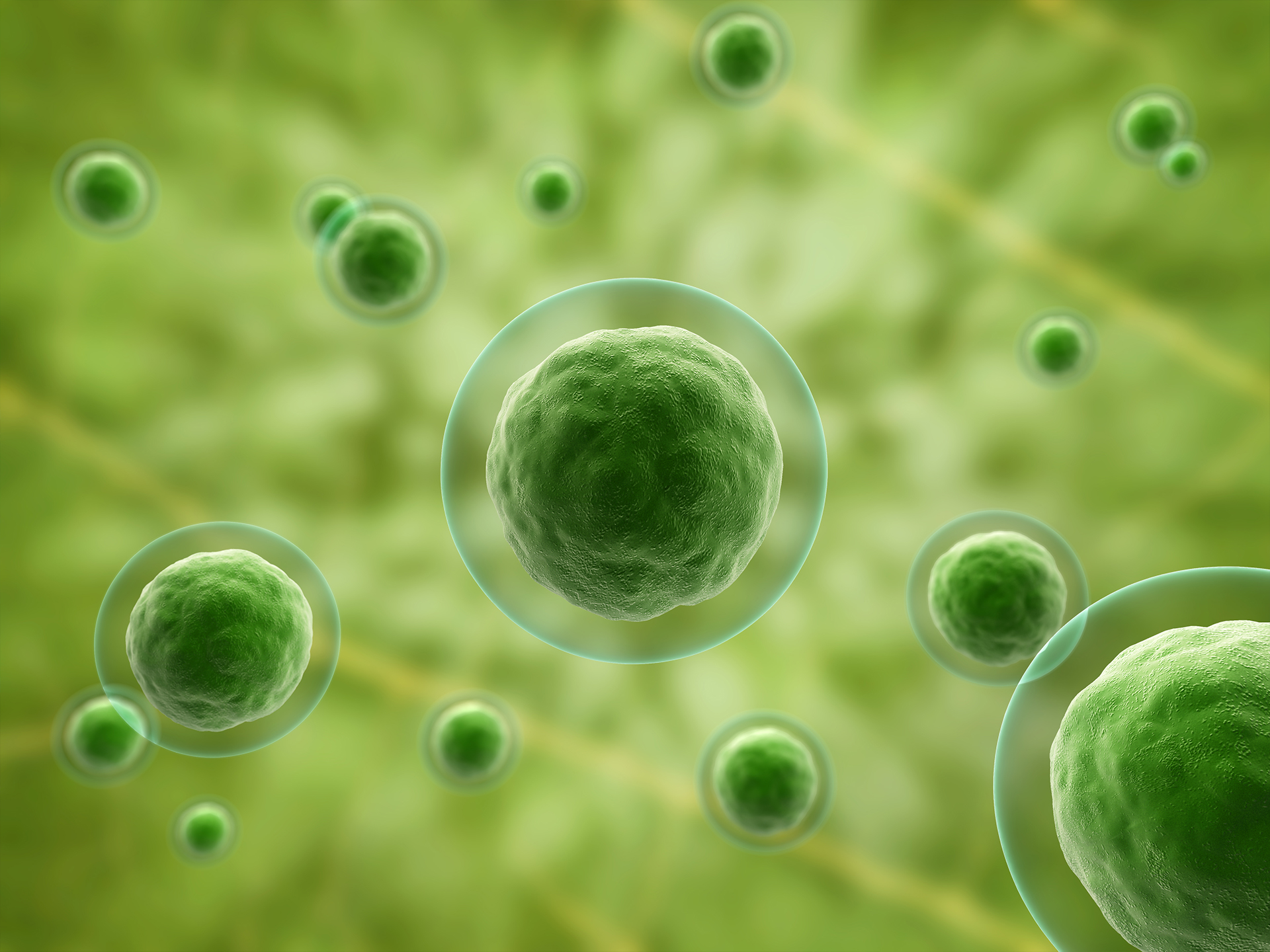 Клетки зеленых растений используя. Green Cells. Cellular Green. Зеленый цвет клетки обусловлен присутствием.