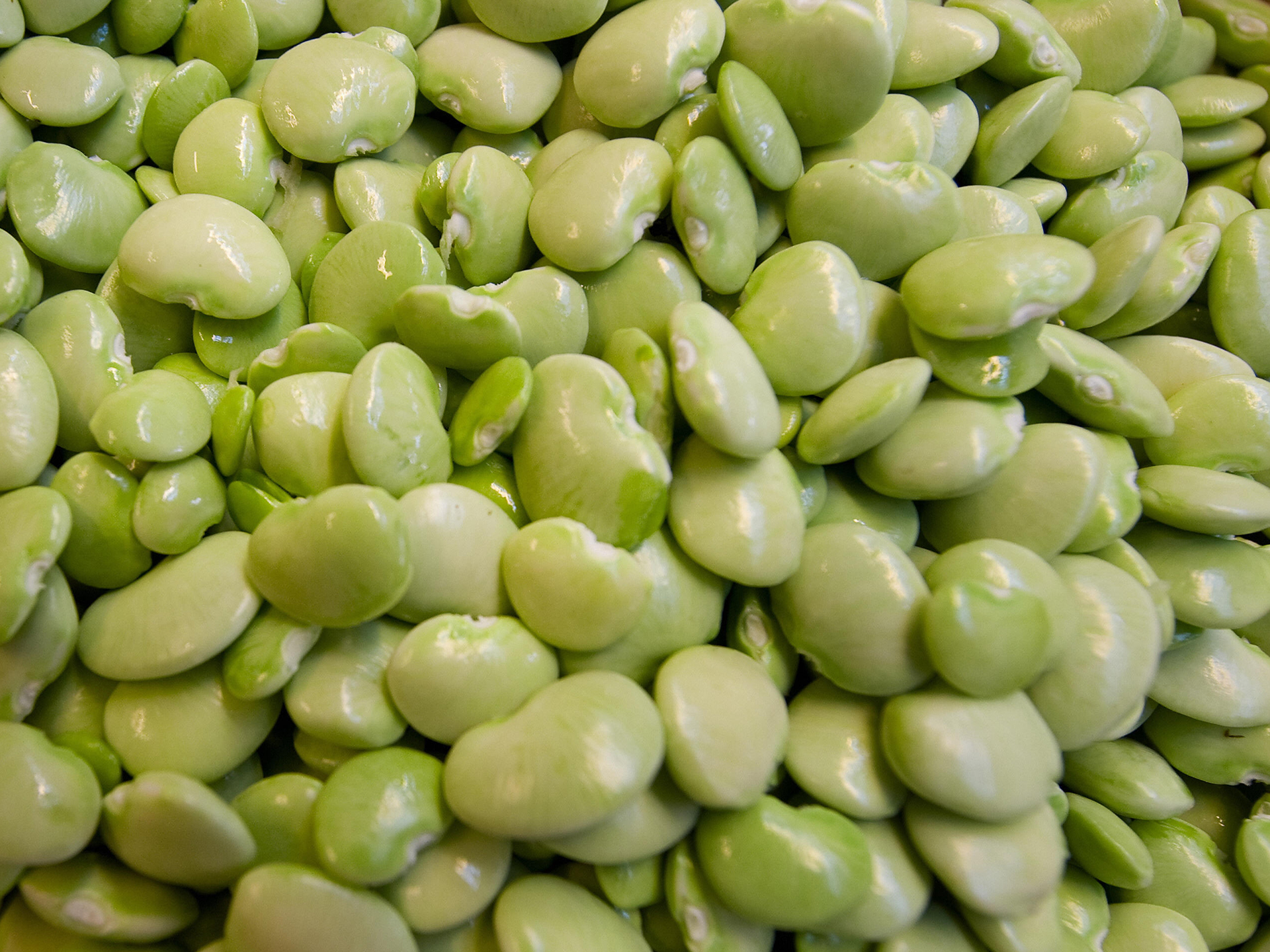 Beans. Бобы Лима. Лимская фасоль. Phaseolus lunatus. Phaseolus lunatus Lima Beans.